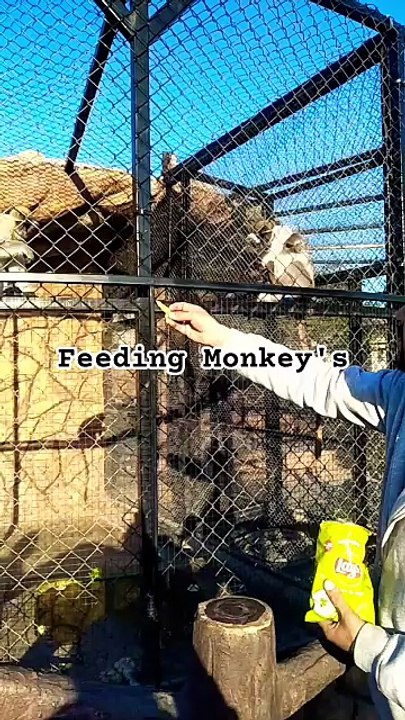 Feeding Monkey in a Zoo
