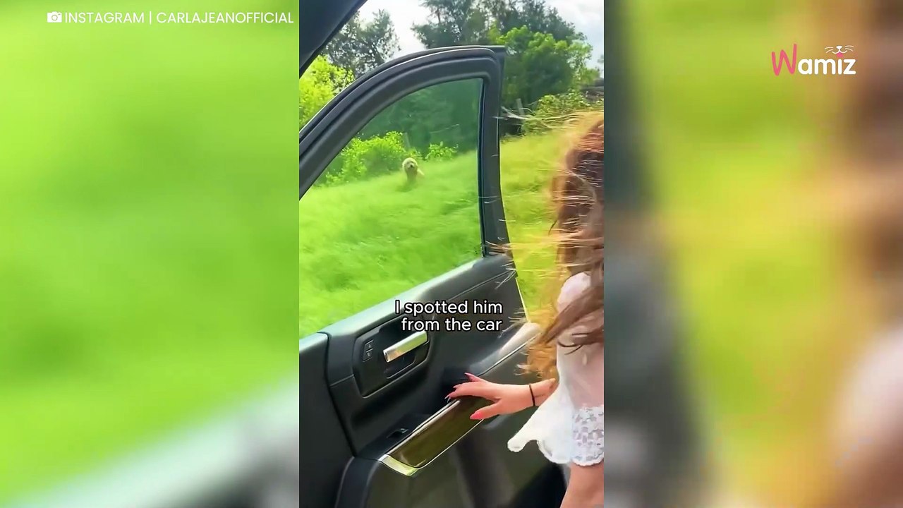 Gedumpte hond wacht geduldig langs de weg tot het lot ingrijpt