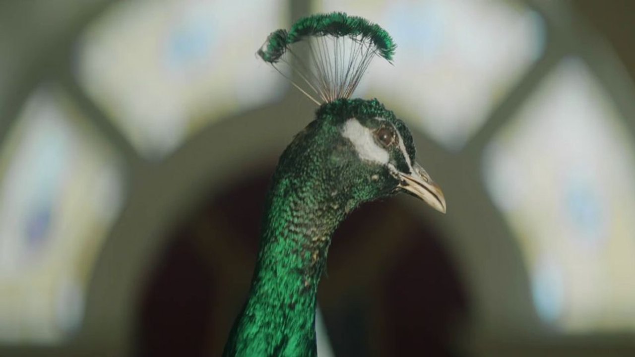 Murder In Glitterball City Trailer OV