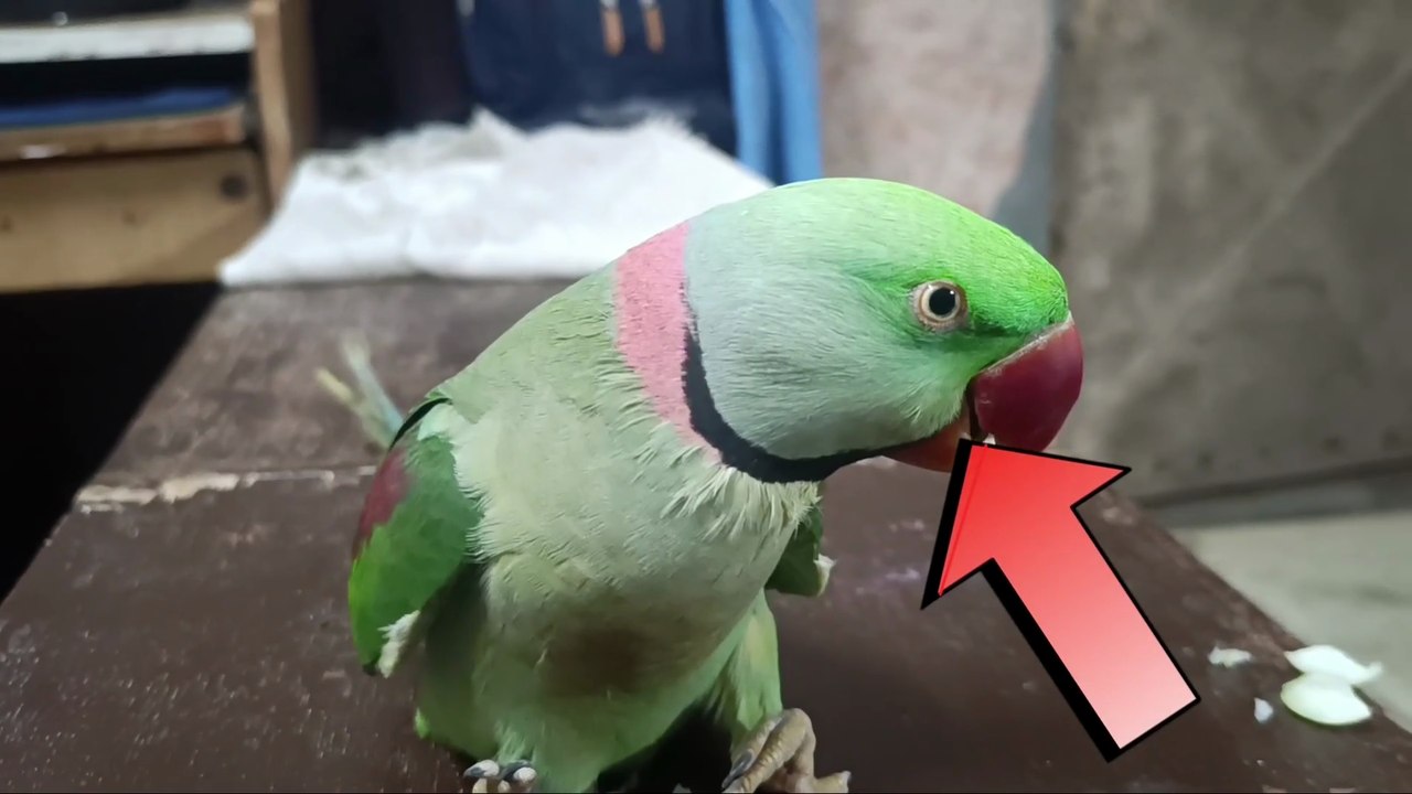 तोता ने बॉलीवुड गाने पर किया डांस // The parrot danced to a Bollywood song // parrot dance