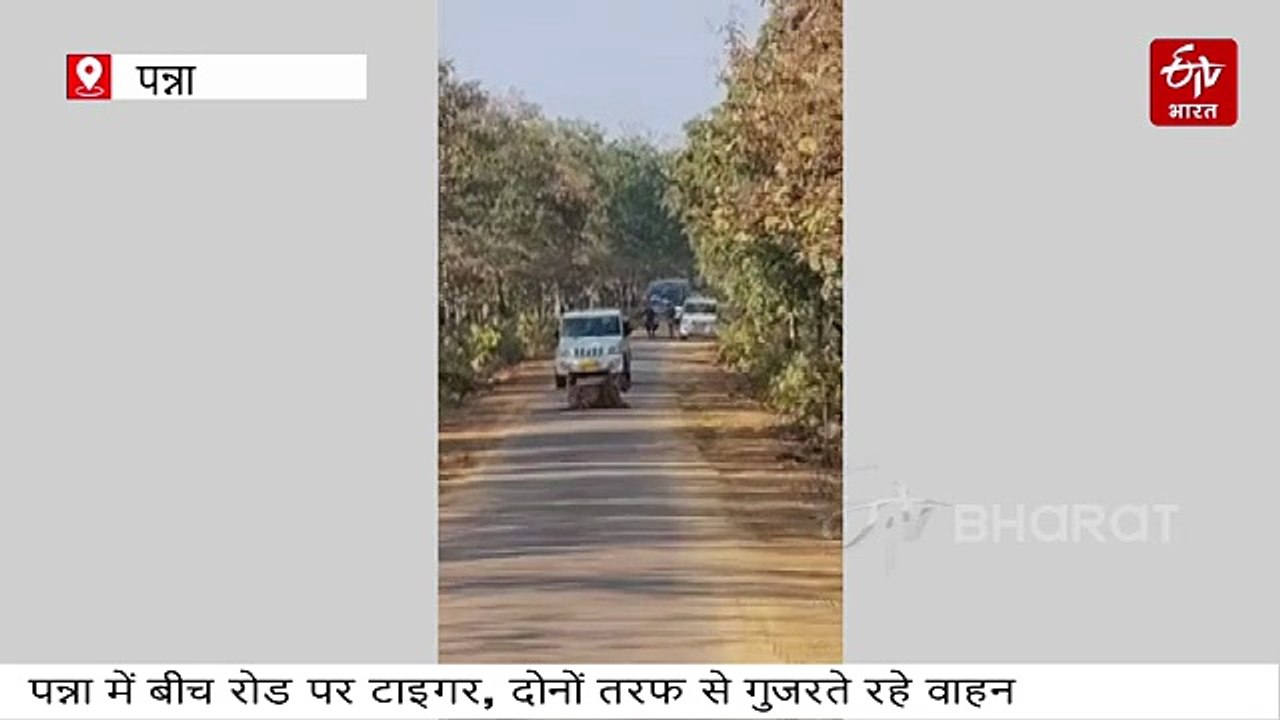 पन्ना टाइगर रिजर्व से सटी रोड पर आराम फरमाते बा...