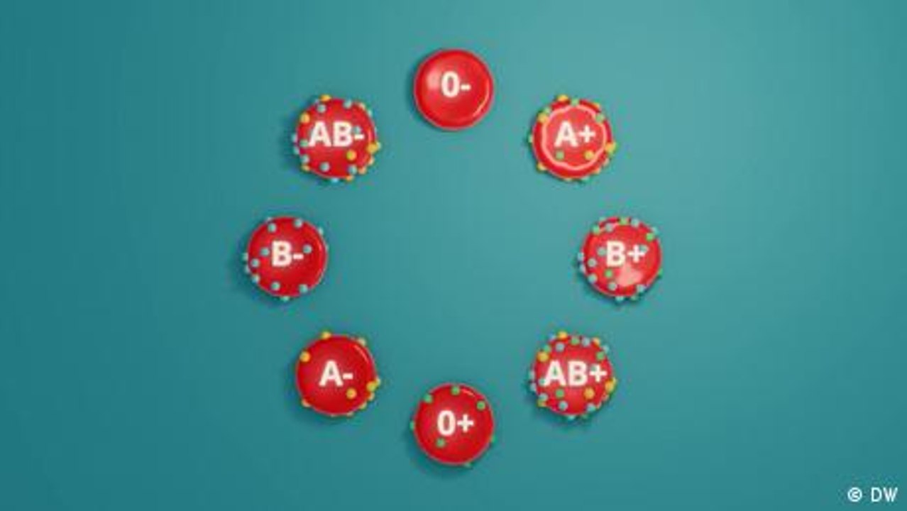 Blut – das flüssige Organ