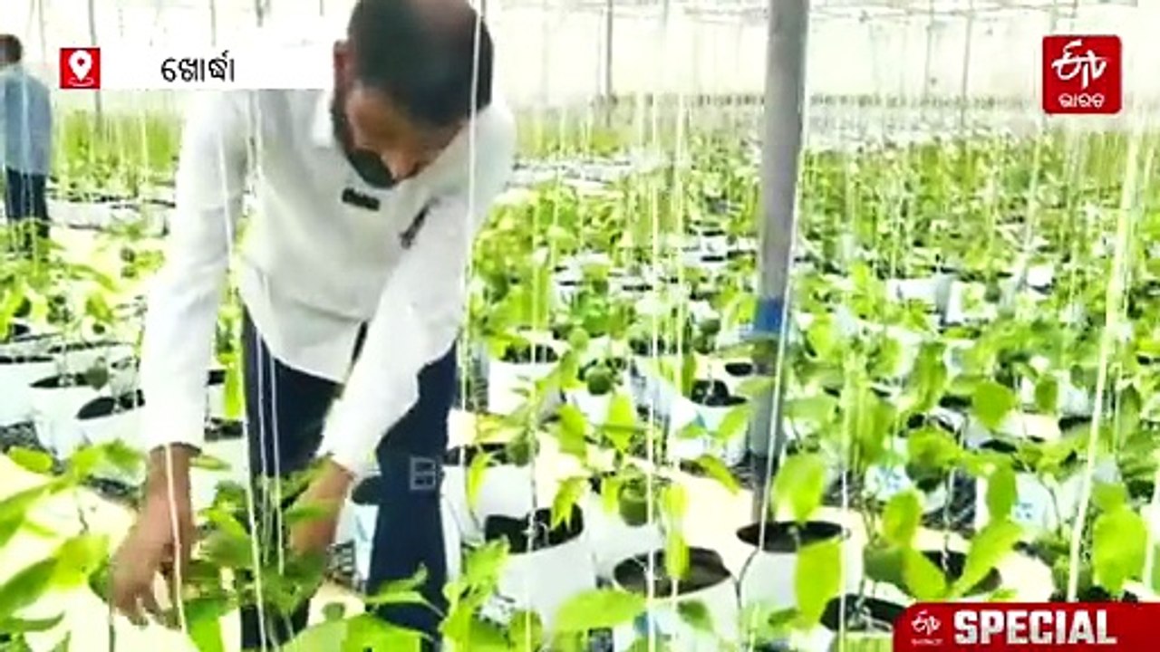 ଚାର୍ଟାର୍ଡ ଆକାଉଣ୍ଟାଣ୍ଟରୁ ସଫଳ ଚାଷୀ, ବିନା ମାଟିରେ ଫଳାଇଛନ୍ତି ରଙ୍ଗୀନ୍‌ କ୍ୟାପ୍ସିକମ୍‌