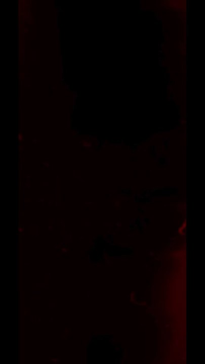 Ellobo - Sampleur sur toutes les plateformes