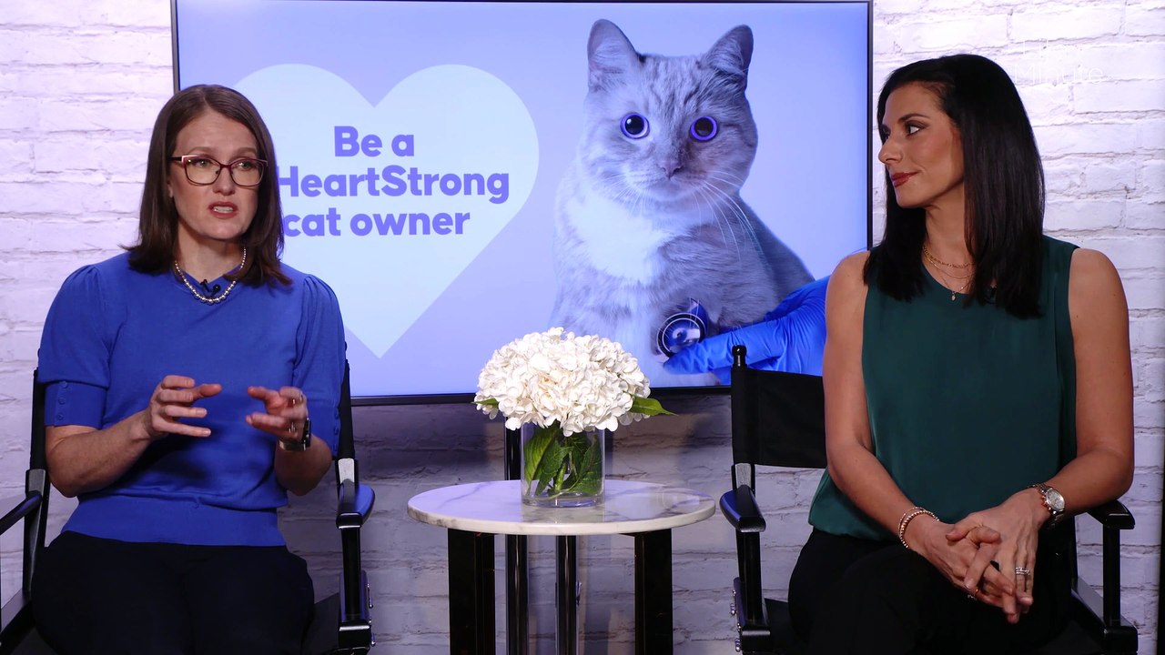 Feline Heart Health: What Every Cat Owner Needs to Know About Early Detection