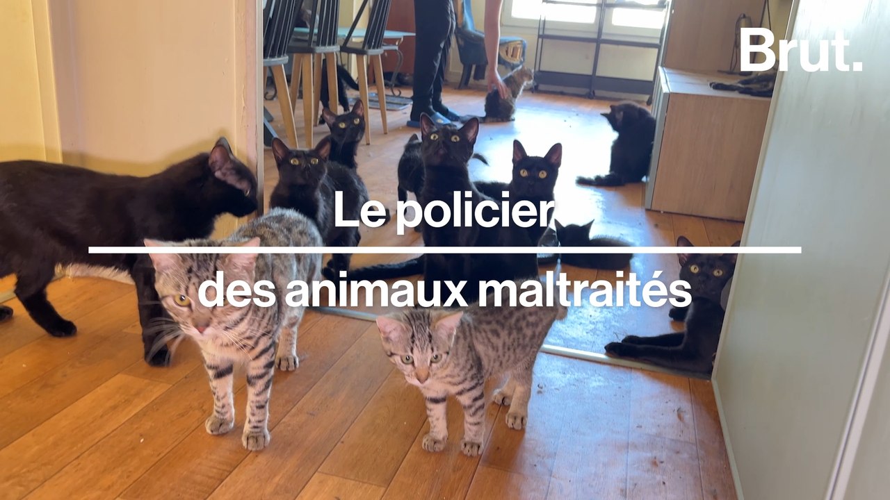 Il enquête sur le trafic et les maltraitances des chats et des chiens