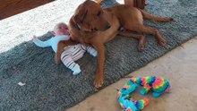 He Won’t Let Anyone Near Her… Protective Pup Melts Hearts|| Heartsome 💖