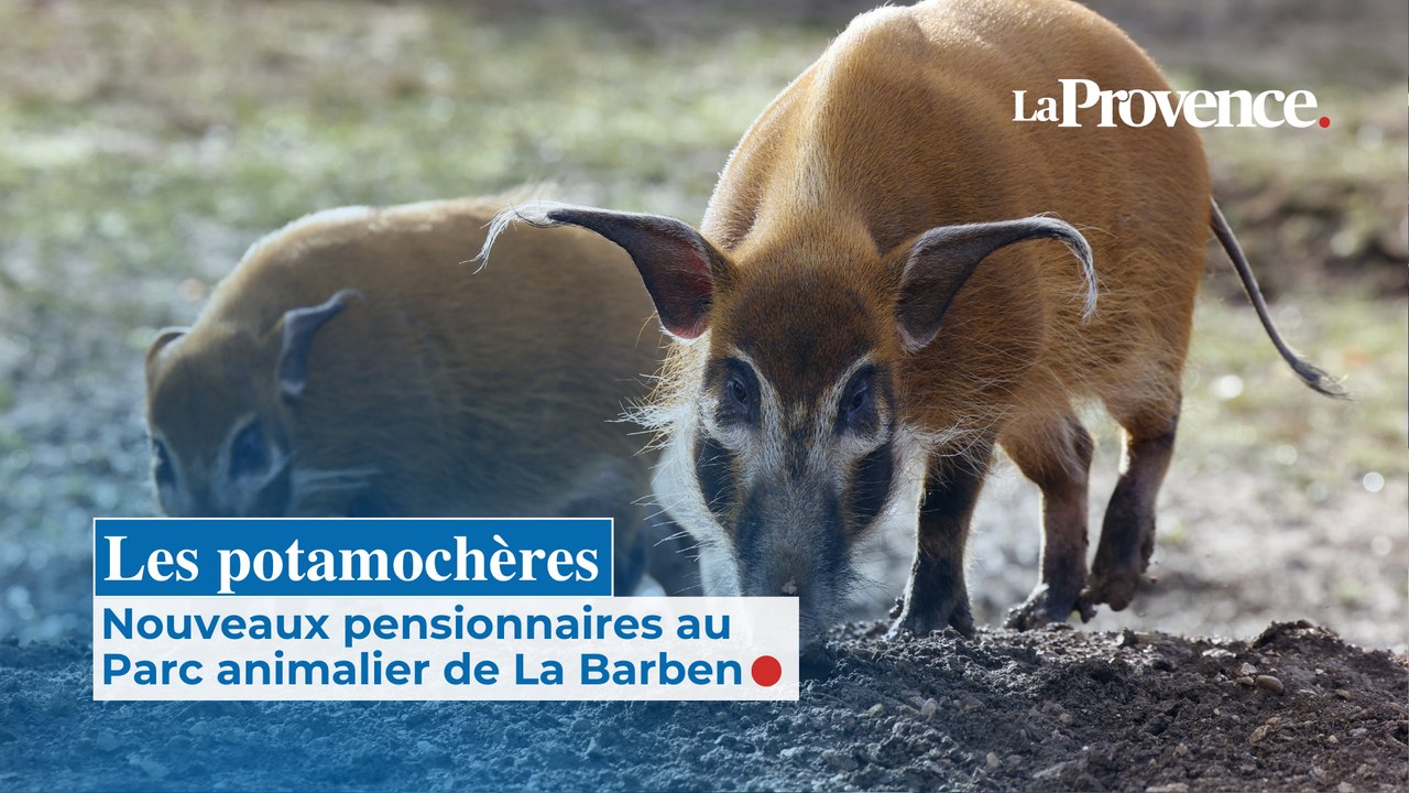 Les potamochères