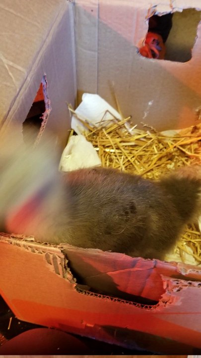 Lemongrab started the conversation with "you better sit down for this" and Tooey obliged. | #SparklegleamFarm #Tooey #Lemongrab #homestead #geese #farmanimals #soft #cute