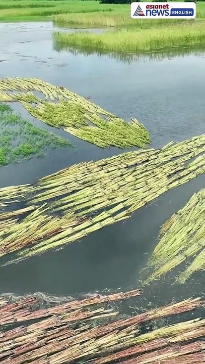 Food Security Under Threat for Billions? Severe Flooding Devastating Global Rice Yields