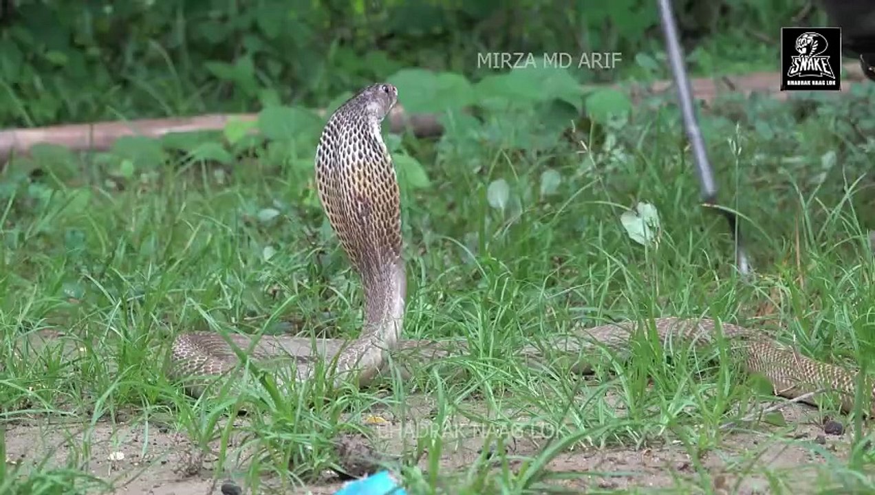 The most dangerous snake attack in the world