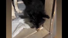 Agozzino Alfredo story con i suoi amici animali