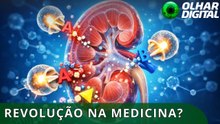 Ciência está mais perto de criar rim ‘universal’