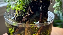 Simple Mini Paludarium Glass 🥃💚