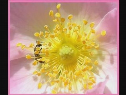 LES FLEURS DE MON JARDIN