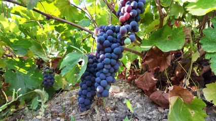 Erciş üzümünün bağ bozumu başladı