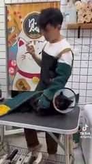 Fiercest Feline or Scaredy Cat This Vet Visit Tells All