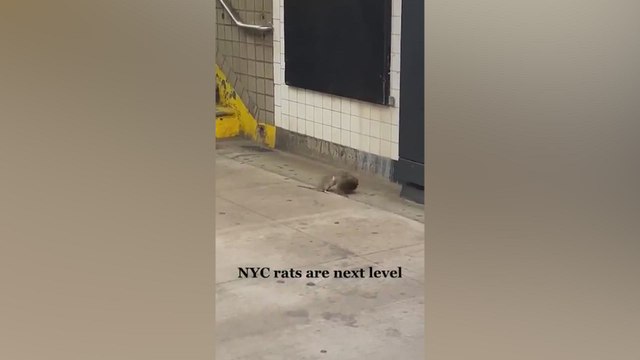 NYC SUBWAY Turns Into RAT WARZONE in viral Fight