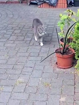 Summer or Christmas? 🎅🐱 This Cat Can’t Decide! #cats #funnycats #shorts #cutecats #adorable #viralcats #funny