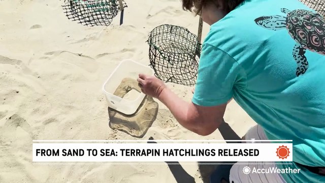 From sand to sea: Terrapin hatchlings released