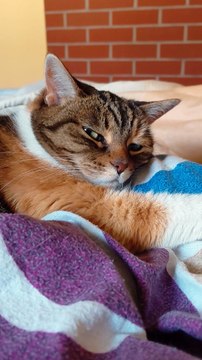 When Your Cat Is More Ready for Bed Than You 😂😻#shorts #cat #funnycats #goodnight #foragoodnight #funnyanimals #cutecats #funnyfilm