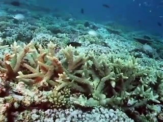 The Living Planet (1984)  E11 - The Open Ocean