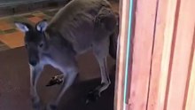 Kangaroo diaries in Australia 🇦🇺