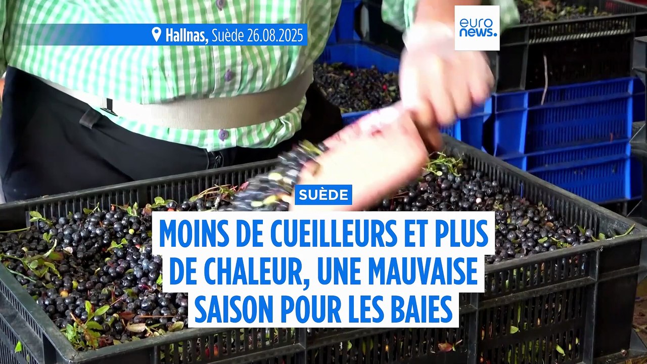Moins de cueilleurs, plus de chaleur : la recette d'une mauvaise saison pour les baies suédoises