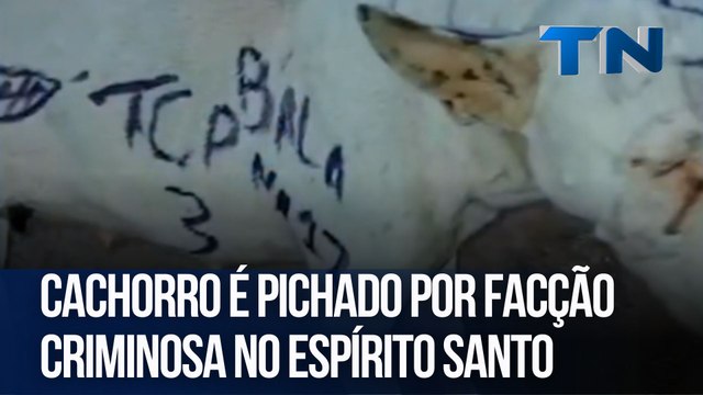 Cachorro é pichado por facção criminosa no Espírito Santo