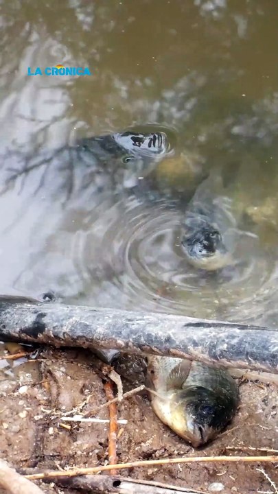 Aparecen cientos de peces muertos en la laguna México