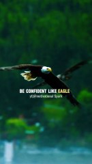 Be confident like an eagle 🔥💯#shorts #motivation #quotes #attitude #lion