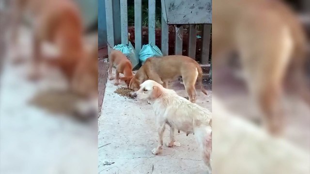 Internautas pedem ajuda para resgatar cachorros na Avenida Brasil