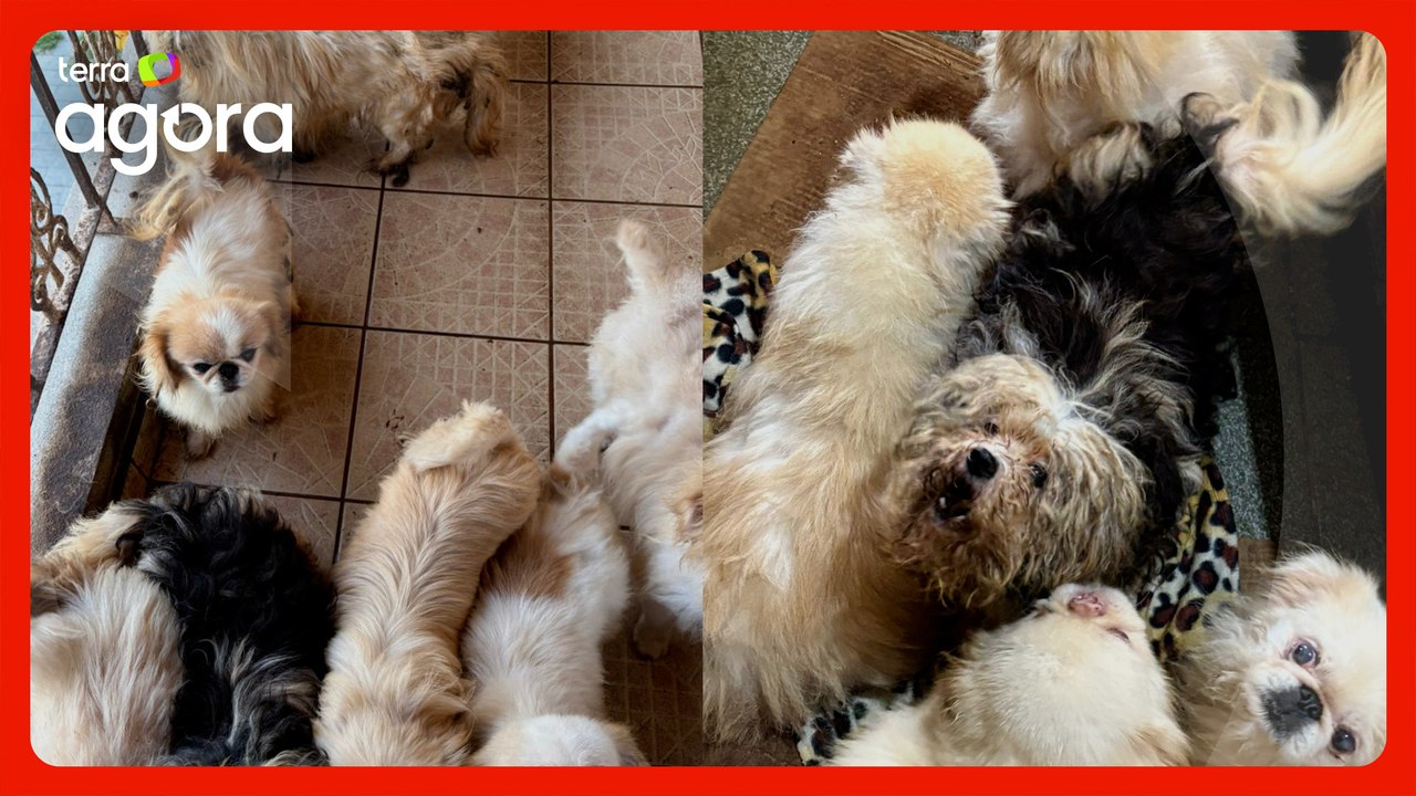 Polícia resgata 125 animais de maus-tratos em São Paulo