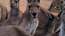 Kangaroo diaries only in Australia #foryoupageシ #viralreelschallenge #trendingnow