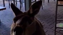 Kangaroo diaries only in Australia #foryoupageシ #viralreelschallenge #trendingnow