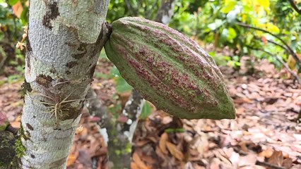 mqn-Un rincón de Turrubares revive la tradición ceremonial del cacao-280825