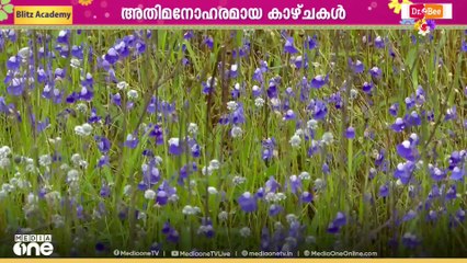പതിവ് തെറ്റിയില്ല; കാക്കപ്പൂക്കൾ വിരിഞ്ഞതോടെ നീല നിറത്താൽ മൂടി മാടായിപ്പാറ