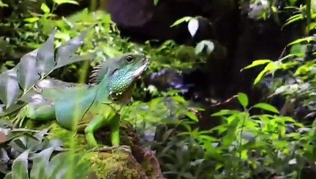 Animals of Amazon Animals That Call The Jungle Home | Amazon Rainforest |Scenic Relaxation Film Most Awesome Underwater and Ocean Scenes of Godzilla by Dazzling Divine #ForYou #SHARK #Amazon #ENCOUNTER #Diving #whaleshark #Atlantic #waves #wooglobe