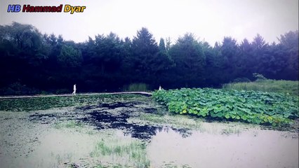 Yong-pal EP.7 Hindi Dubbed