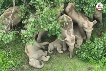 आराम फरमाते दिखे नन्हें एलिफेंट