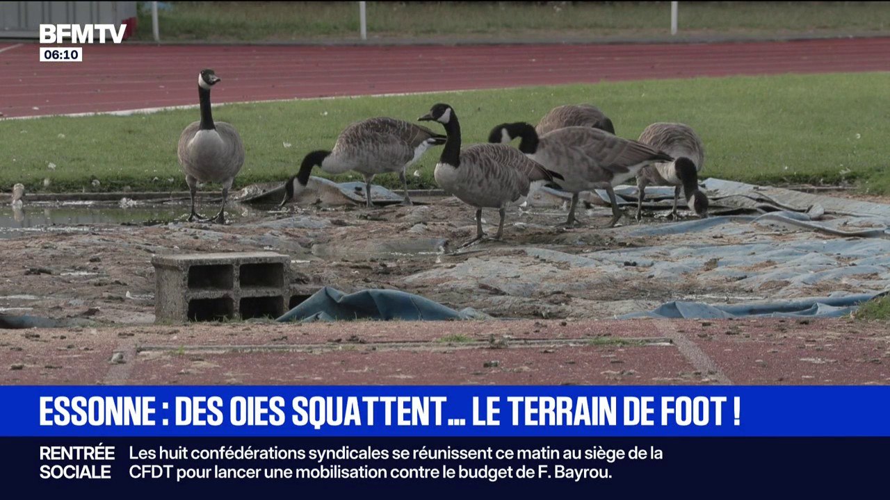 Le terrain de foot de Draveil (Essonne) envahi par les oies bernaches du Canada
