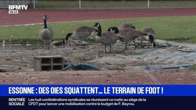 Le terrain de foot de Draveil (Essonne) envahi par les oies bernaches du Canada