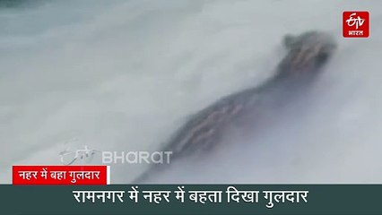 रामनगर में नहर में बहता दिखा गुलदार, वन महकमे में मची खलबली