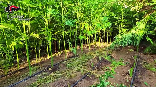Arrestato mentre irrigava una coltivazione di canapa indiana: decine di piante alte fino a 2 metri distrutte nel Reggino