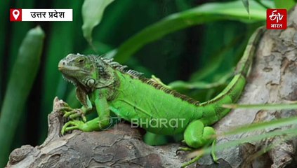 कानपुर जू नए जानवरों की एंट्री, पीले रंग-लाल आंख वाला तोता, काले हंस और इगुआना दिल जीत लेगा...