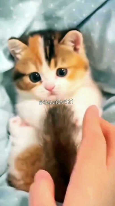 Funny cat