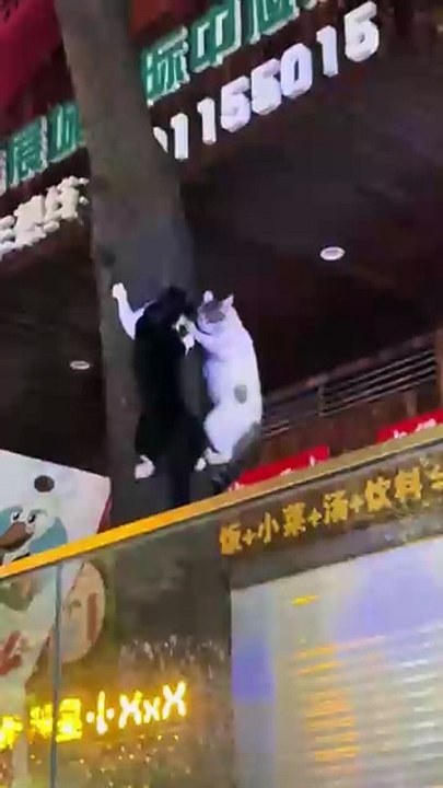 Injury: 1/10 | Drama:100/10🤣🐱❤️