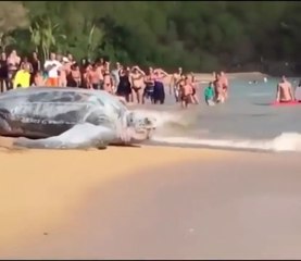 The largest sea turtle in the sea