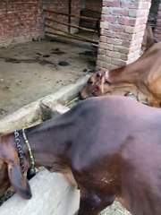 Pets Life #petslife #Viral #Funny #beauty