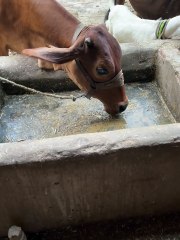 Pets Life #petslife #Viral #Funny #beauty